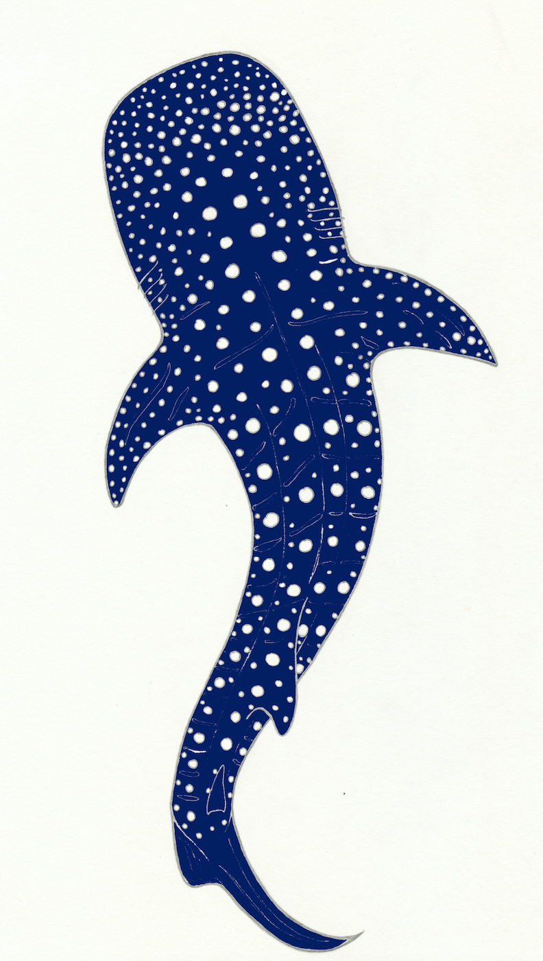 Whale Shark design